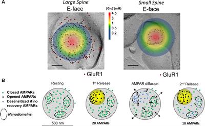 A Revised View on the Role of Surface AMPAR Mobility in Tuning Synaptic Transmission: Limitations, Tools, and Alternative Views